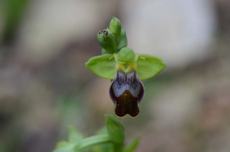 Ophrys forestieri (=O. lupercalis) 