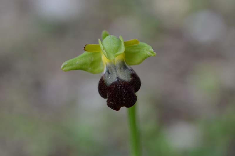 Ophrys forestieri (=O. lupercalis) 