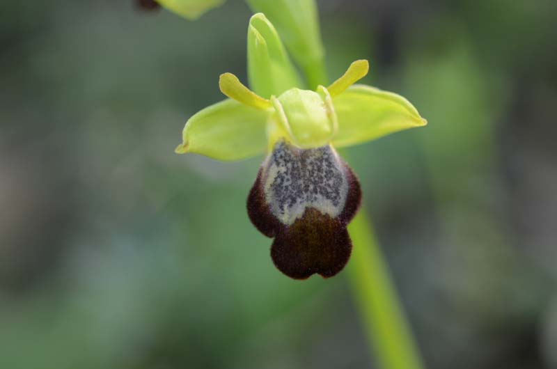 Ophrys forestieri (=O. lupercalis) 