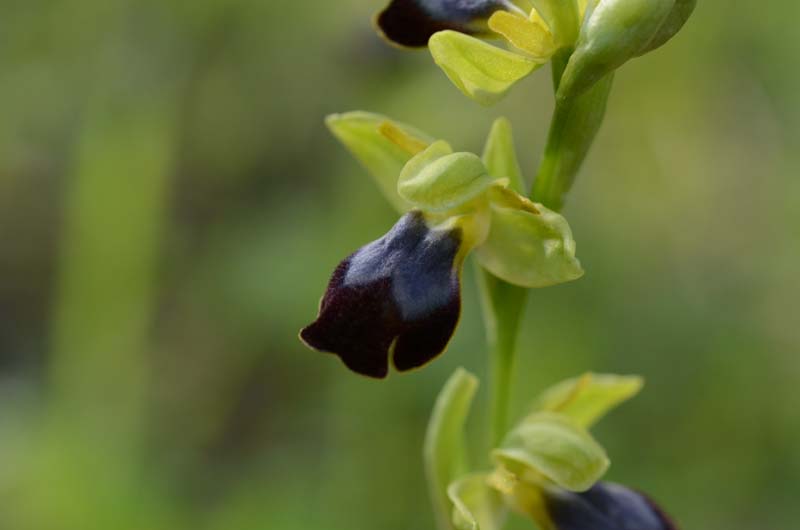 Ophrys forestieri (=O. lupercalis) 