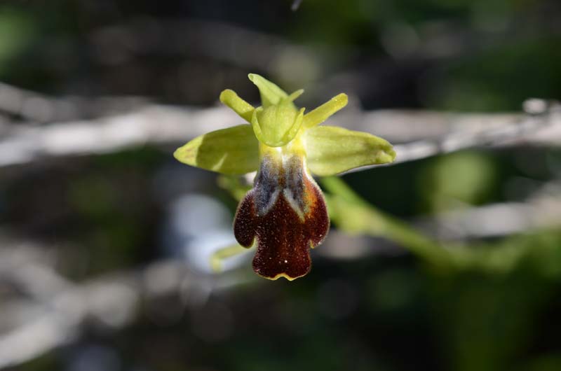 Ophrys forestieri (=O. lupercalis) 