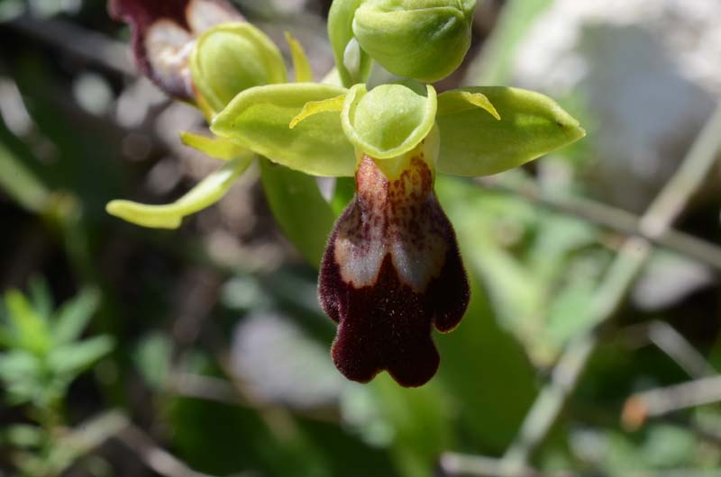 Ophrys forestieri (=O. lupercalis) 