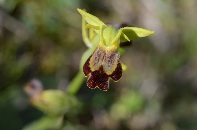 Ophrys forestieri (=O. lupercalis) 