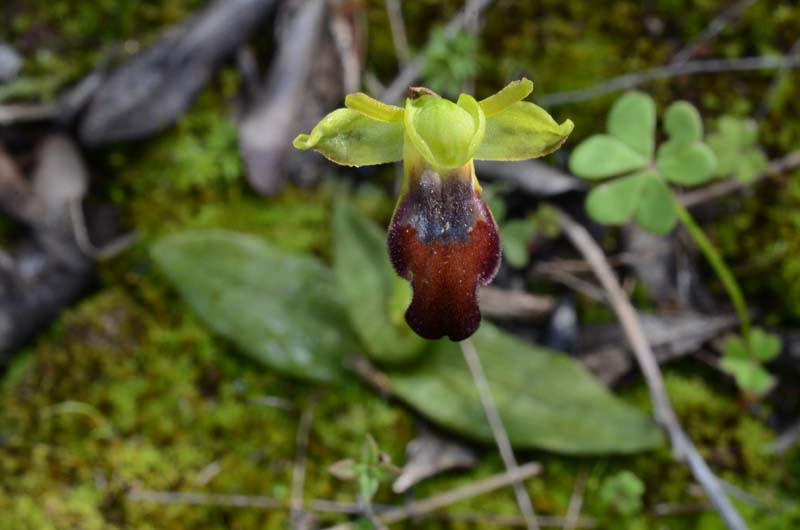 Ophrys forestieri (=O. lupercalis) 