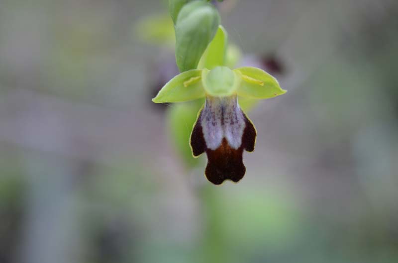 Ophrys forestieri (=O. lupercalis) 