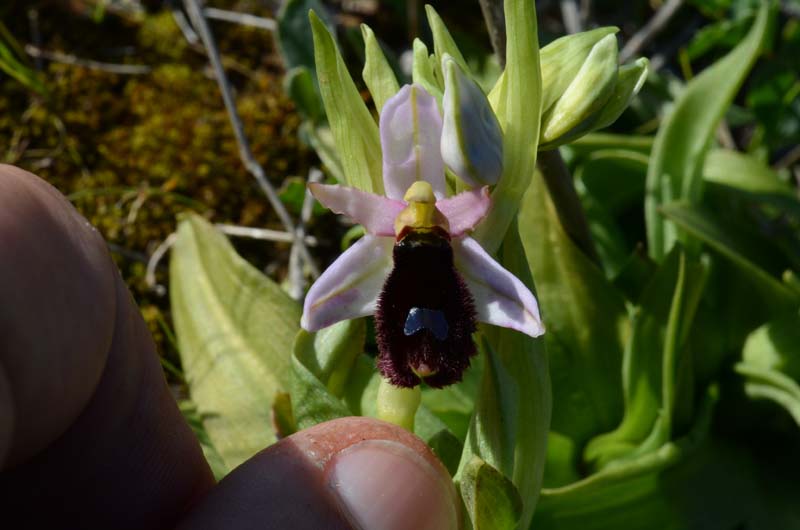 Ophrys bertolonii subsp. explanata