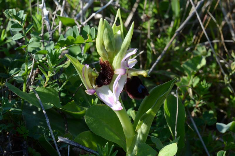 Ophrys bertolonii subsp. explanata