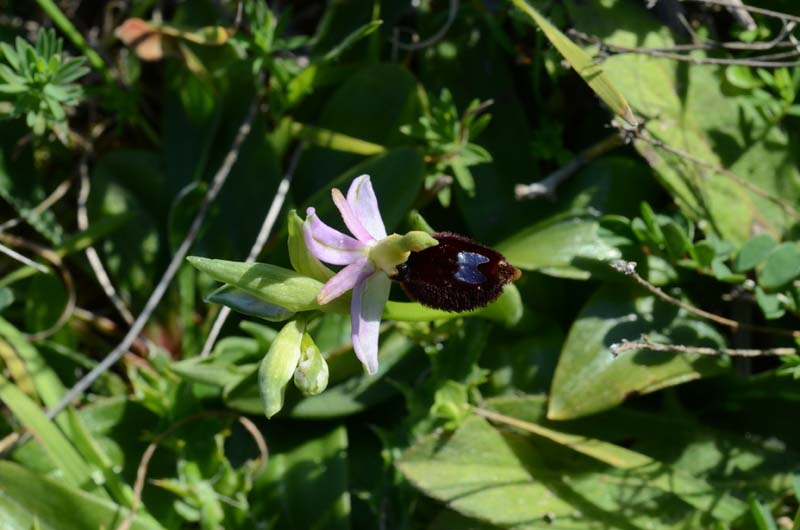 Ophrys bertolonii subsp. explanata