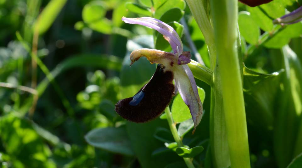 Ophrys bertolonii subsp. explanata