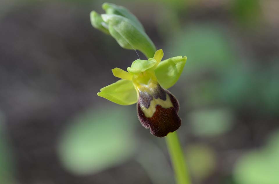 Ophrys forestieri (=O. lupercalis) 