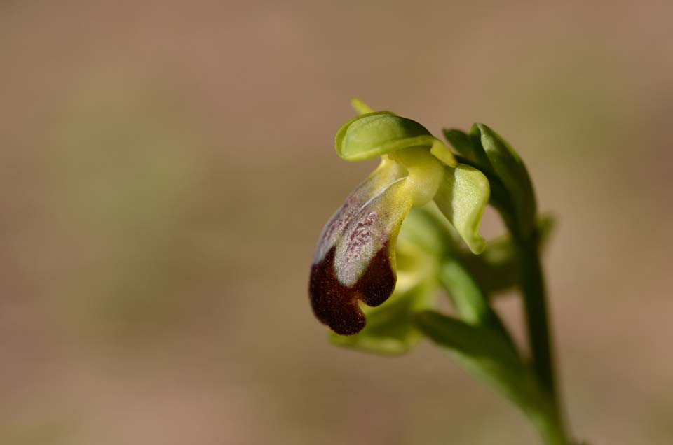 Ophrys forestieri (=O. lupercalis) 