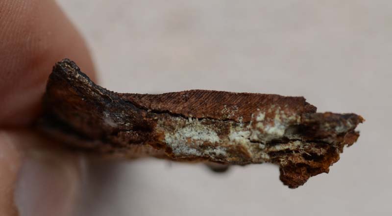 crosta bruna (Phellinus laevigatus)