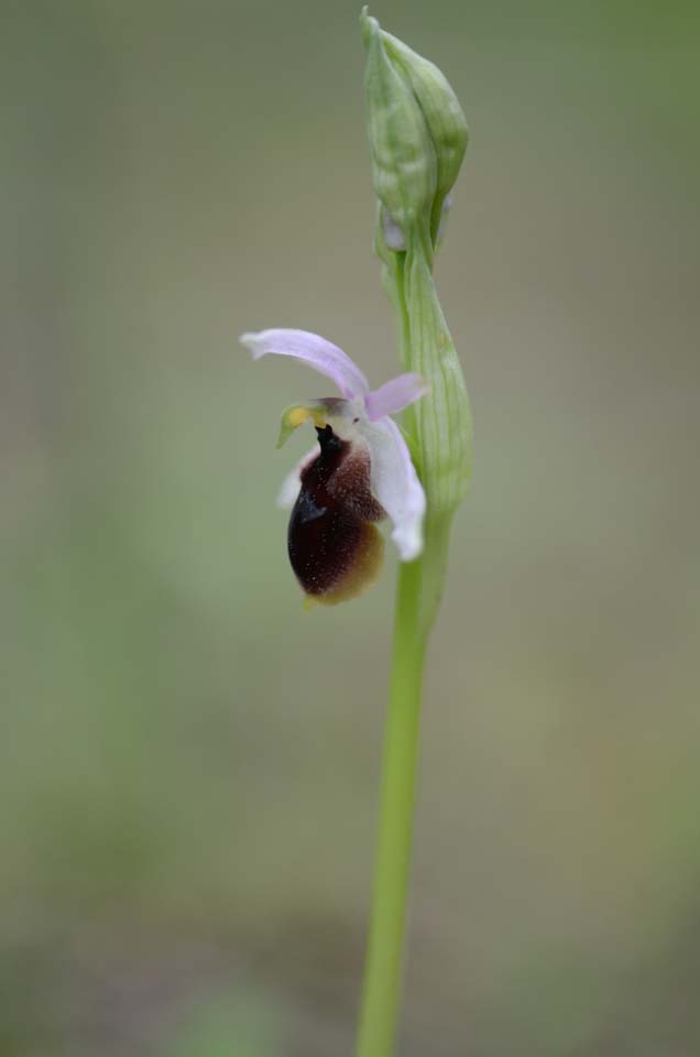 Ophrys lunulata