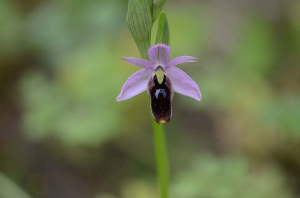 Ophrys lunulata