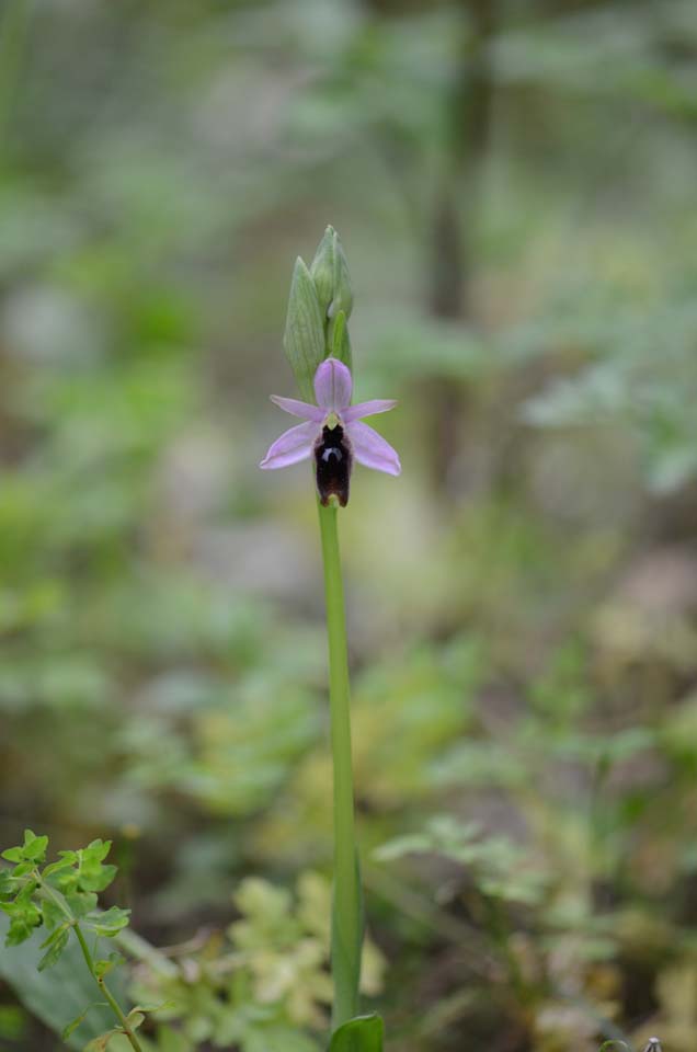 Ophrys lunulata