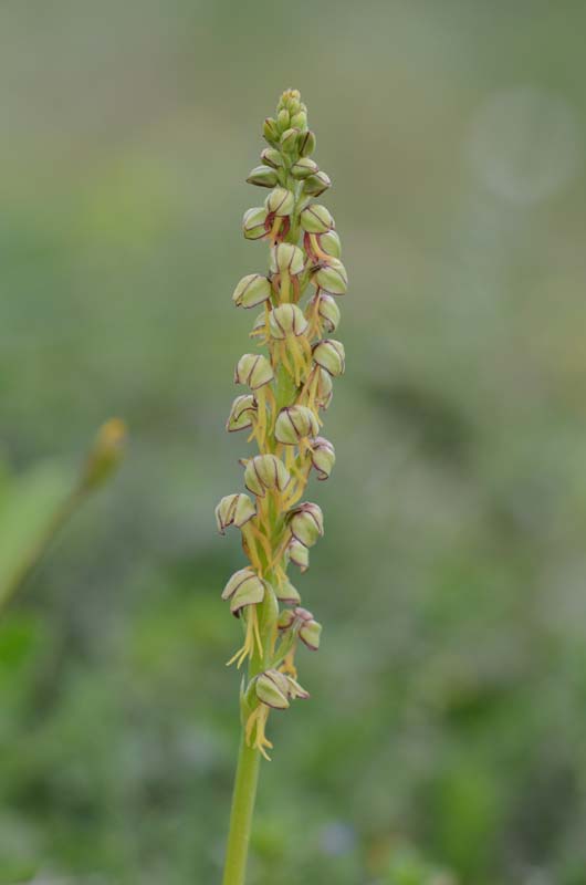 Orchis anthropophora