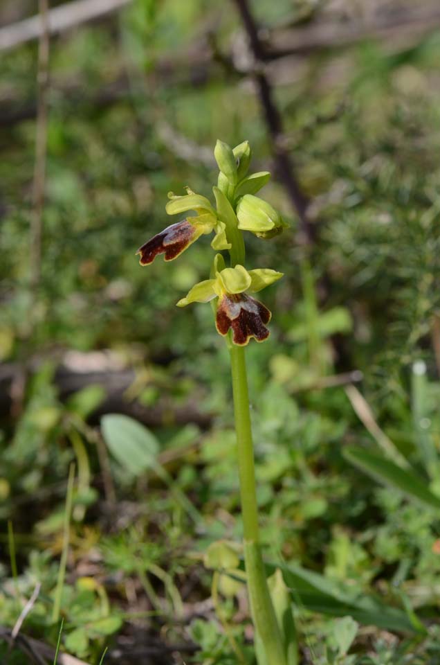 Ophrys subfusca subsp. flammeola