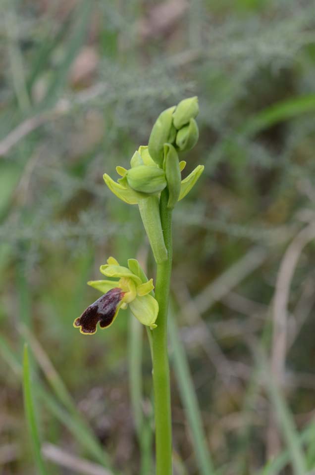 Ophrys subfusca subsp. flammeola