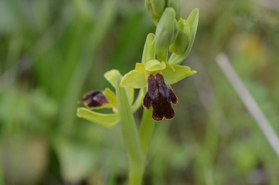 Ophrys subfusca subsp. flammeola