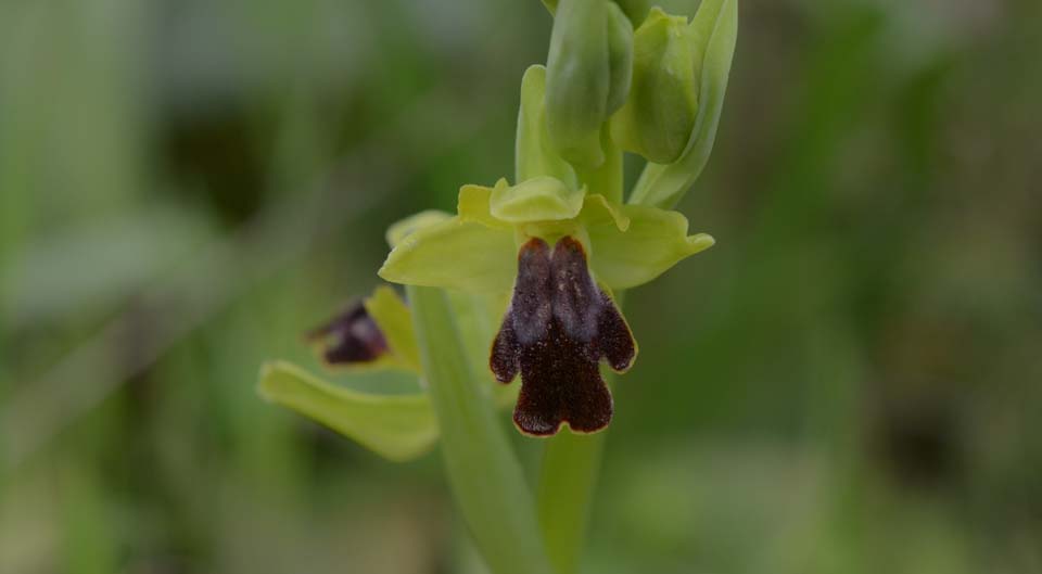 Ophrys subfusca subsp. flammeola