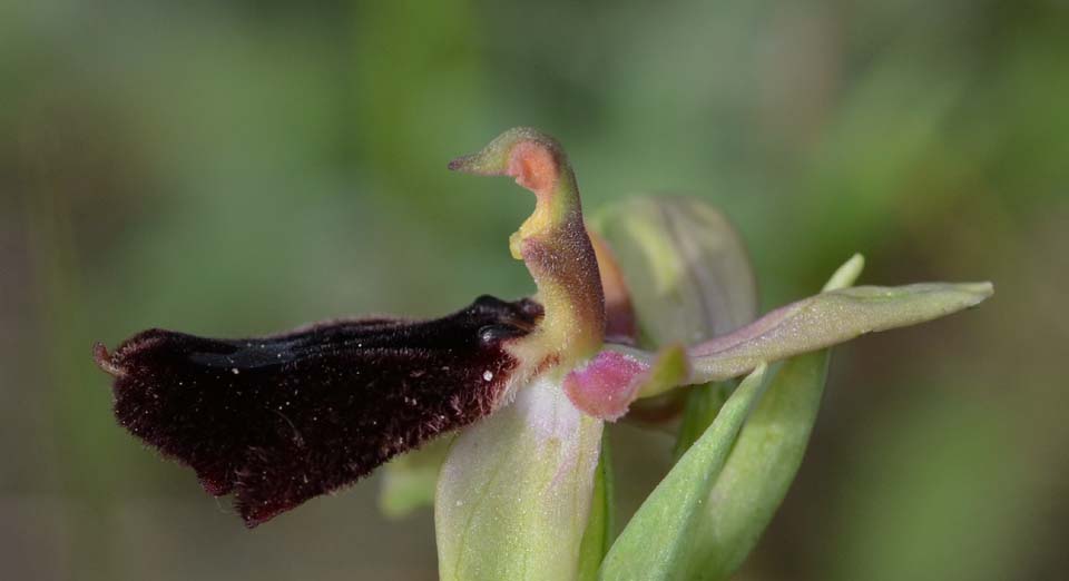 Ophrys bertolonii ssp explanata