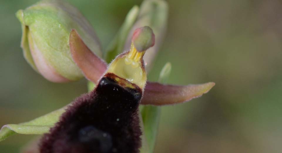 Ophrys bertolonii ssp explanata