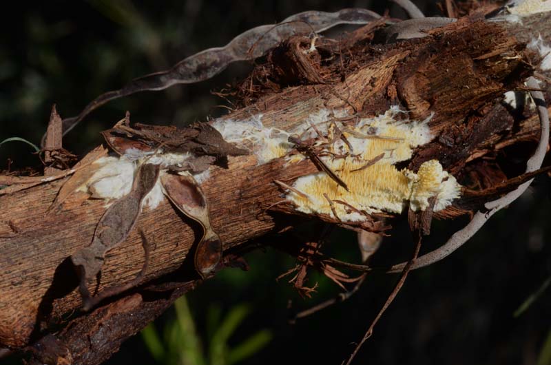 Su legno di Acacia retrodunale (Phanerochaete omnivora)