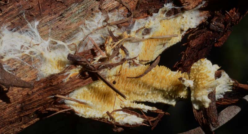 Su legno di Acacia retrodunale (Phanerochaete omnivora)