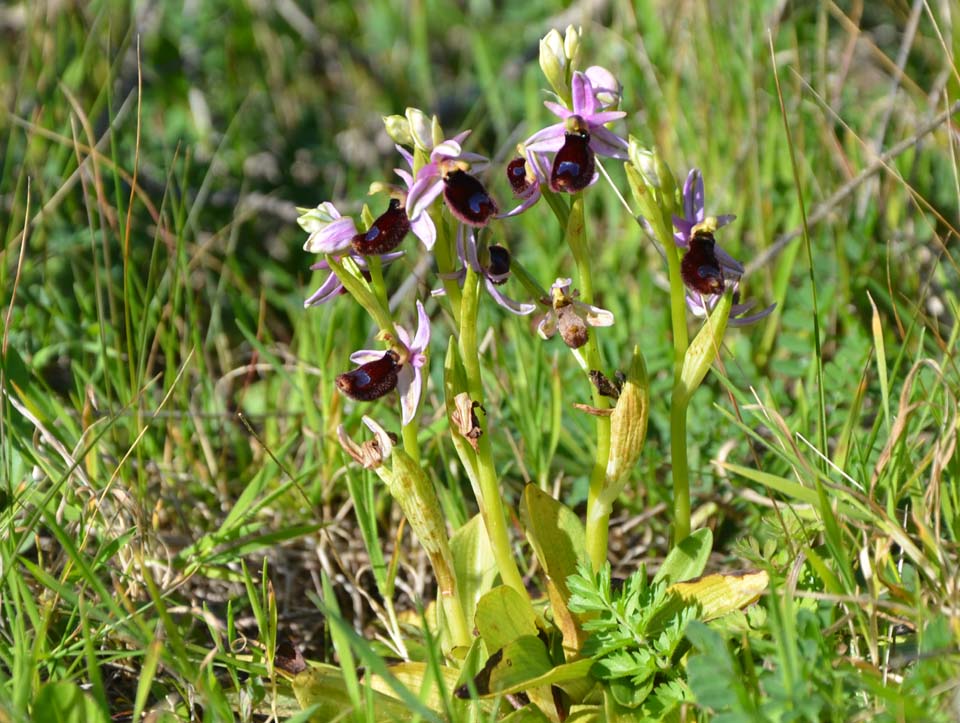 Ophrys bertolonii ssp explanata