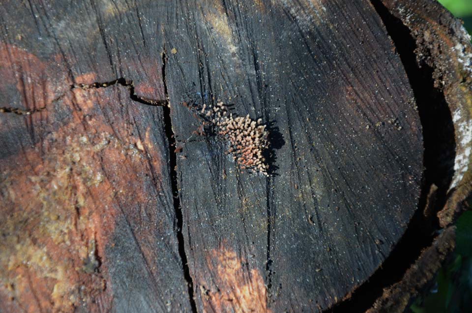 ...Vermicellini.....Acacia retrodunale