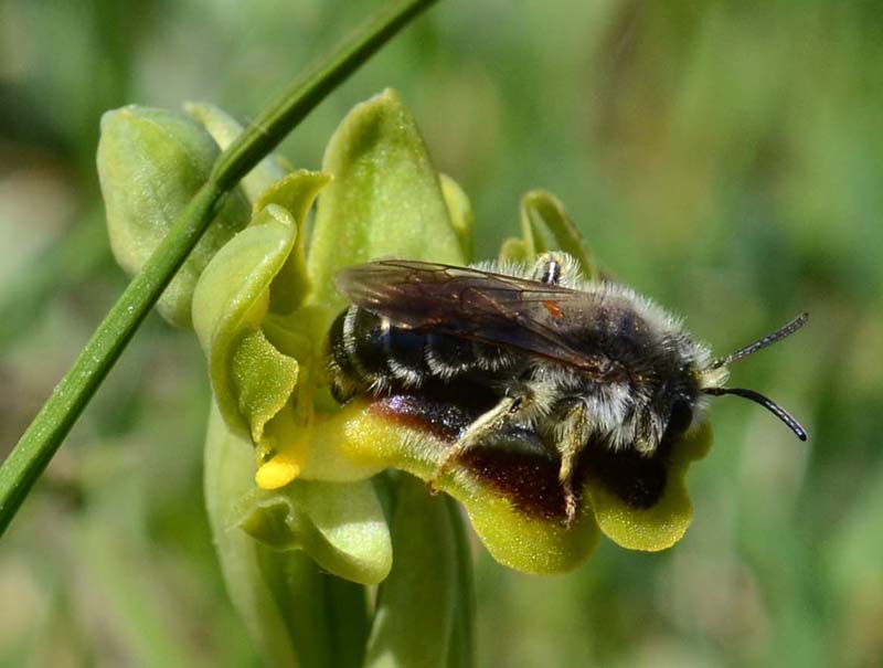 Imenottero su Ophrys laurensis: Andrena sp. , maschio