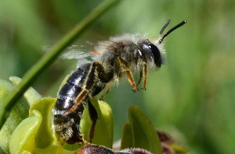 Imenottero su Ophrys laurensis: Andrena sp. , maschio