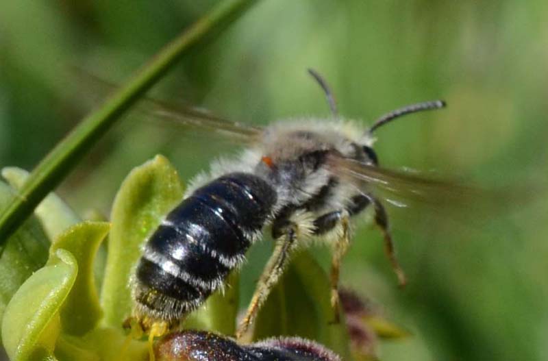 Imenottero su Ophrys laurensis: Andrena sp. , maschio