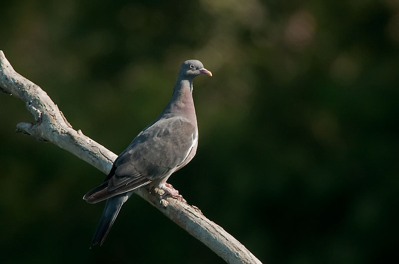 Giovane colombaccio ?