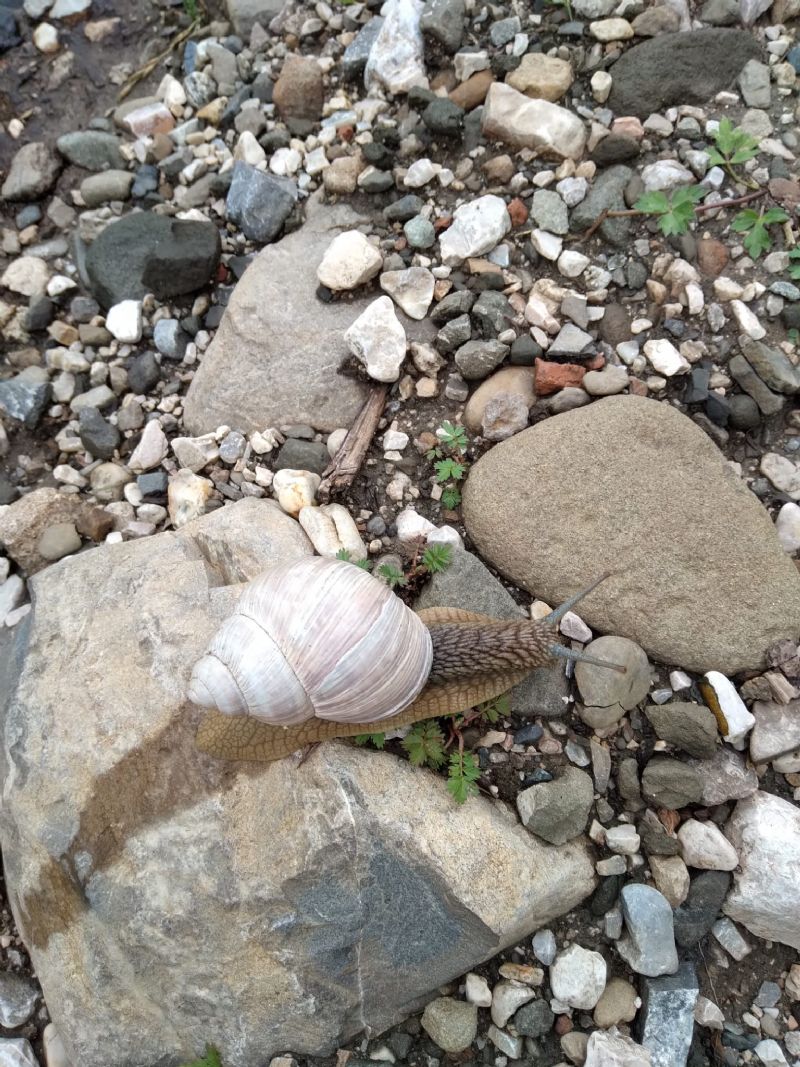 Helix pomatia anomala