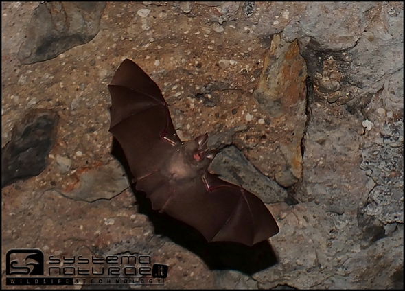 Rhinolophus cfr. hipposideros