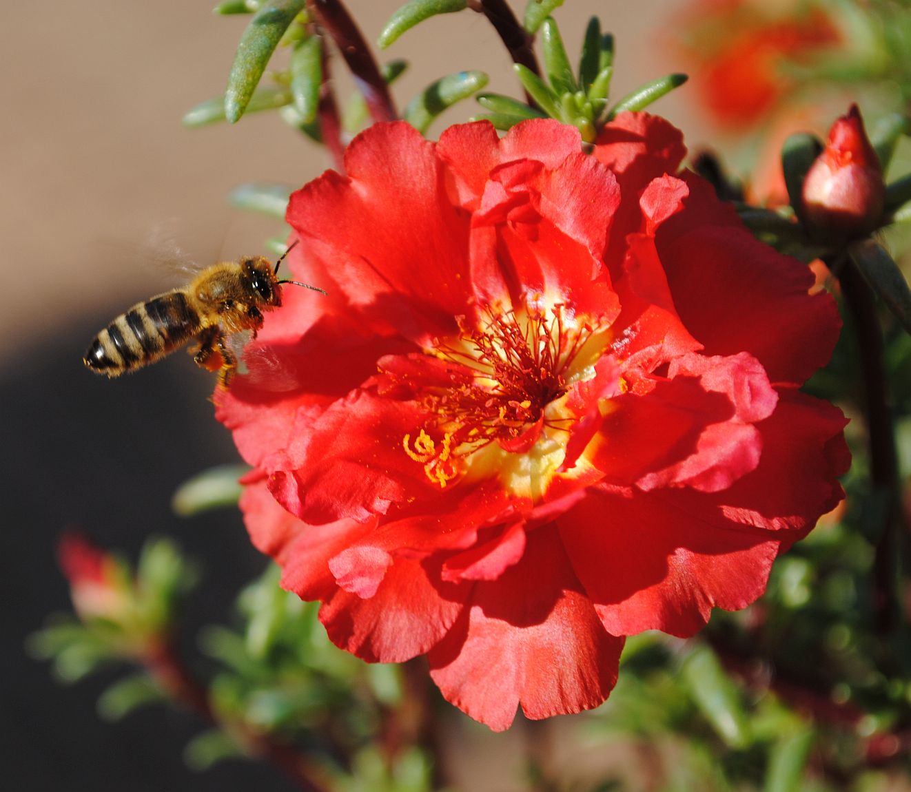 Apis mellifera e Bombus sp.