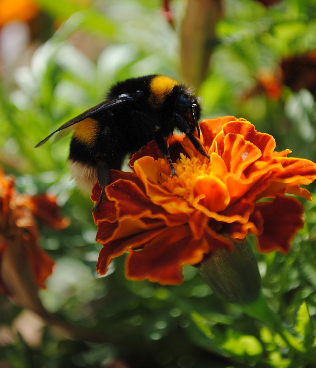 Bombus (Bombus) terrestris (cf.), Apidae