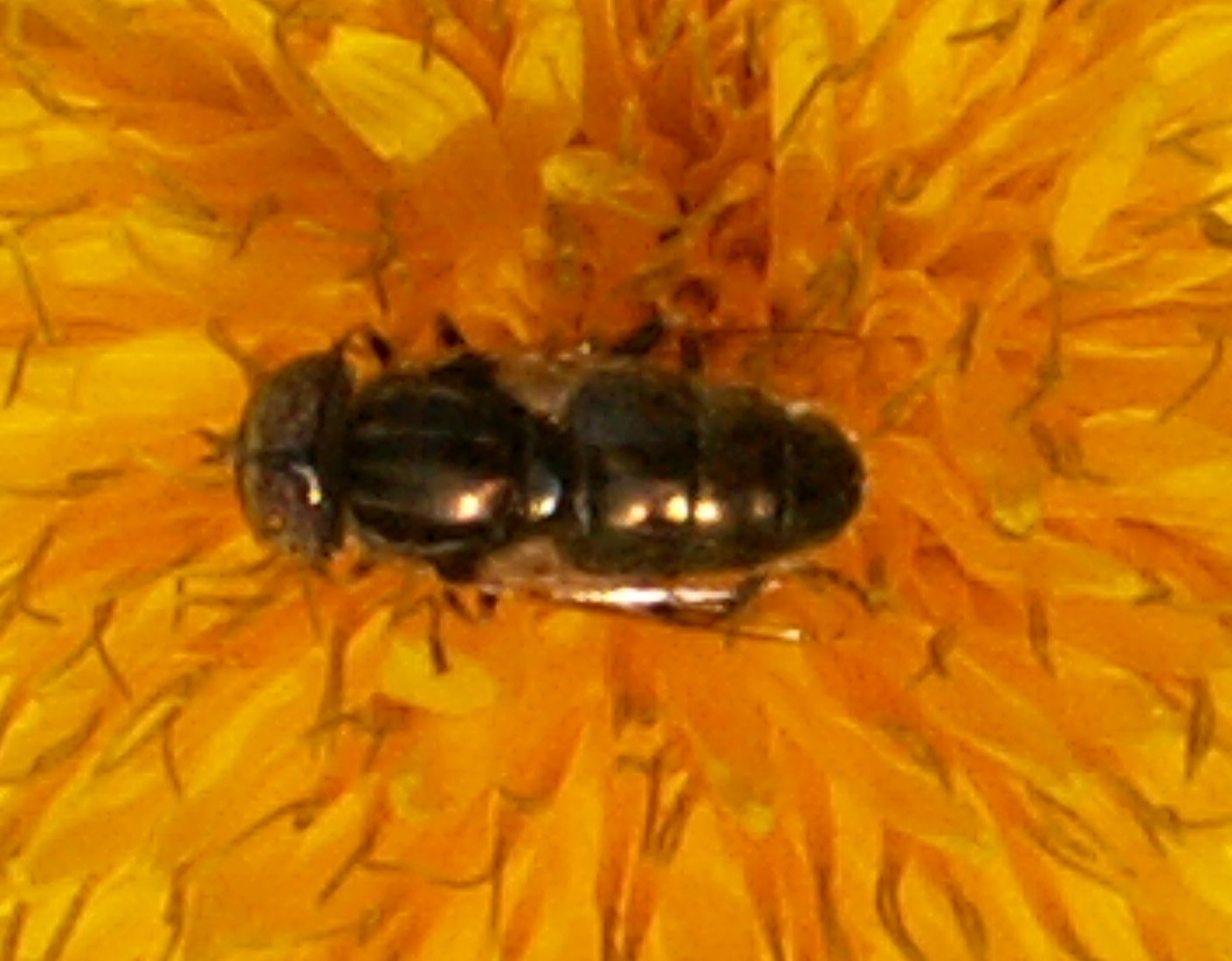 Eristalinus sp.