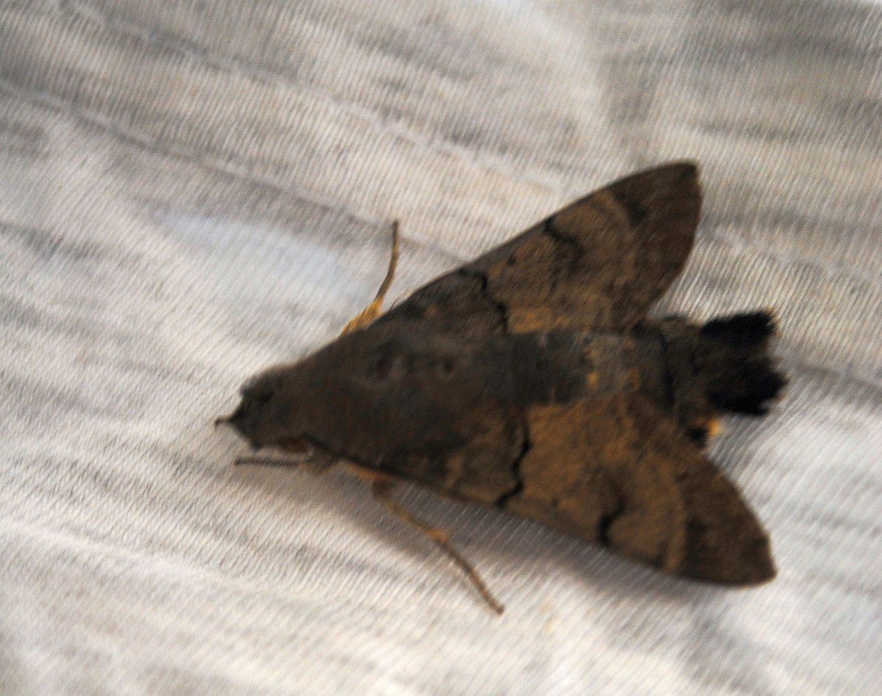 Falena? - S,  Macroglossum stellatarum