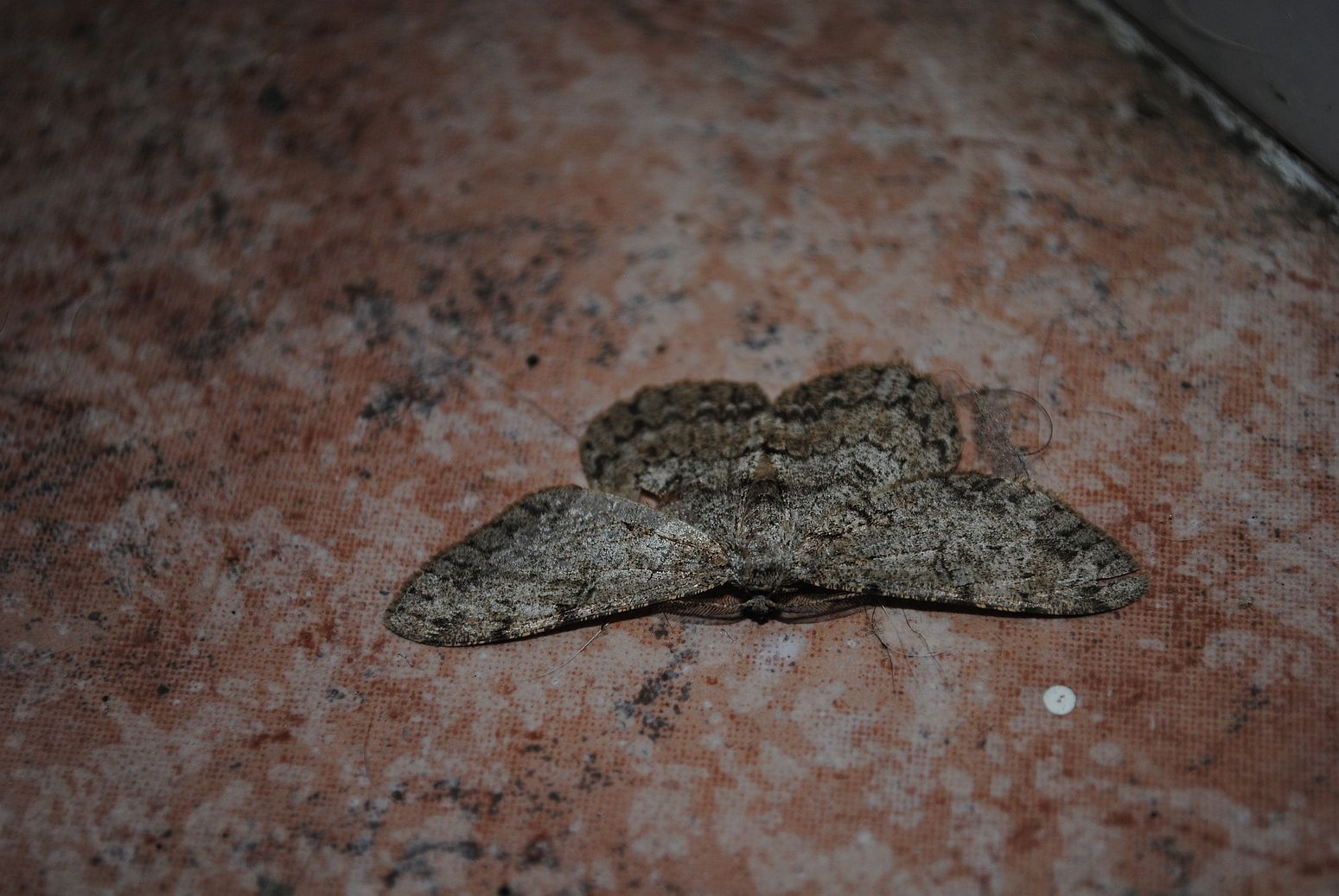 Falena2? Hypomecis punctinalis, Geometridae