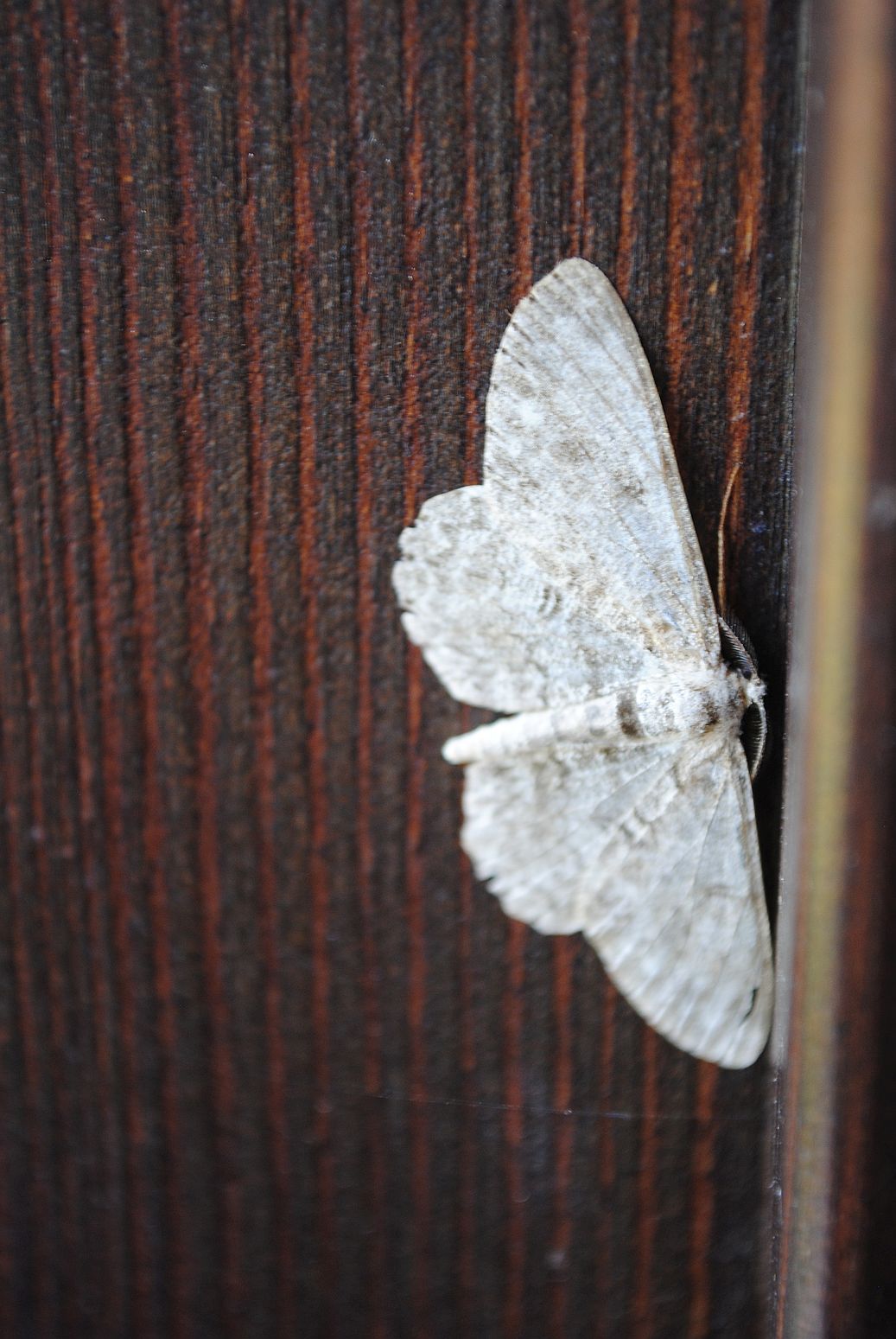 Falena1? Hypomecis punctinalis, Geometridae