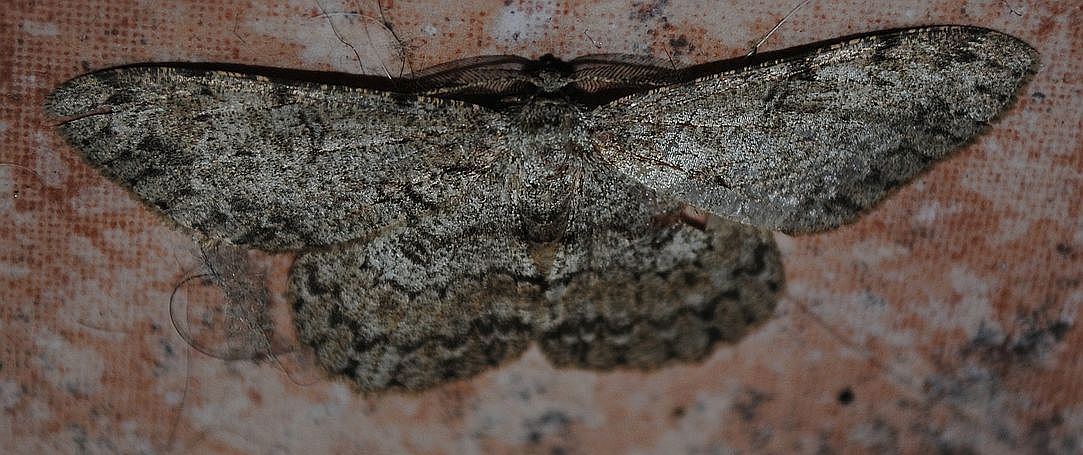 Falena2? Hypomecis punctinalis, Geometridae