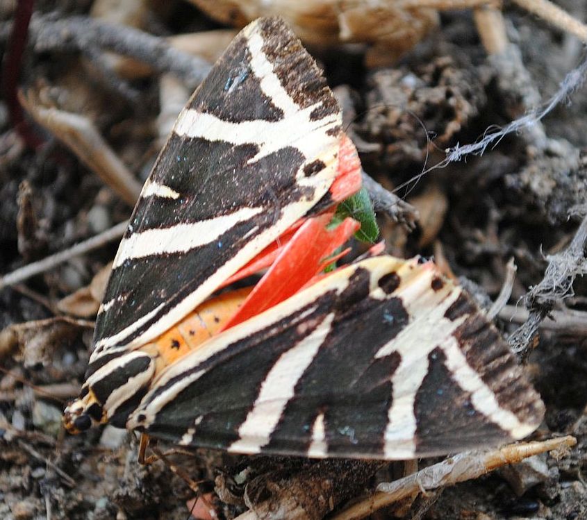 Farfalla - Euplagia quadripunctaria, Erebidae Arctiinae