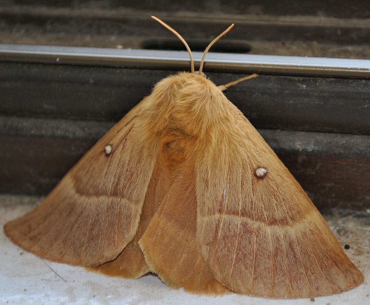 Lasiocampidae - Lasiocampa quercus