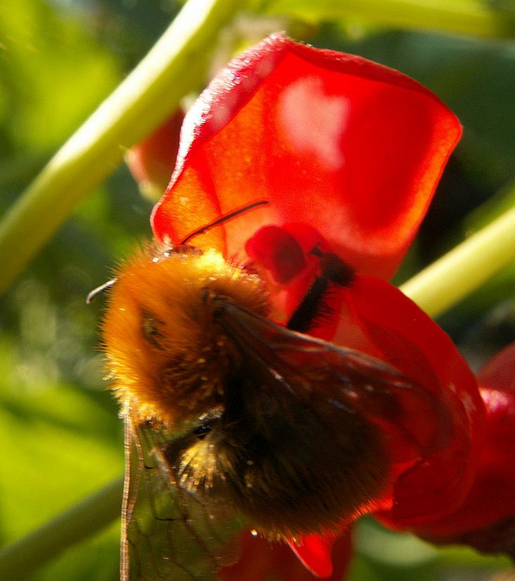 Apis mellifera e Bombus sp.