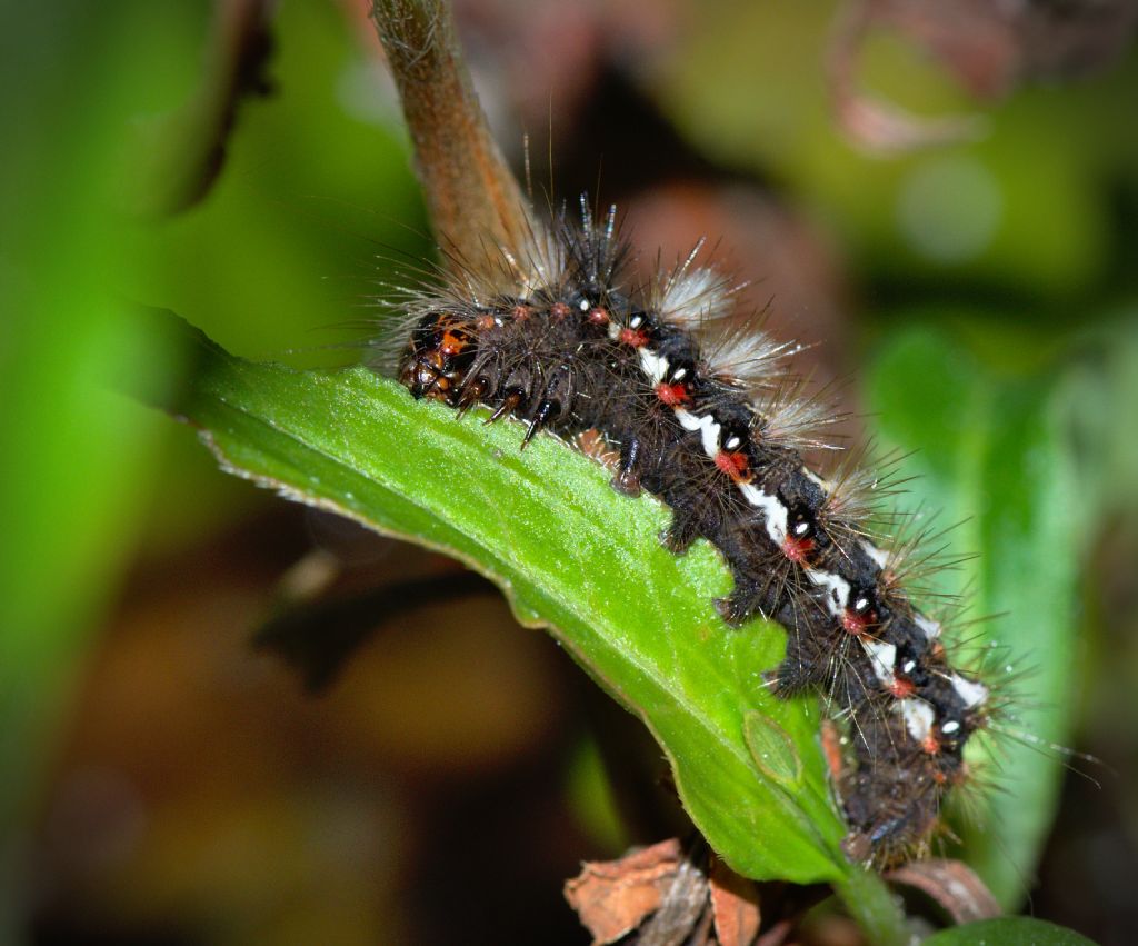 bruco da identificare: Acronicta (Viminia) rumicis - Noctuidae