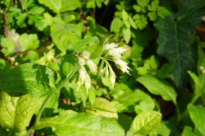 Boraginaceae:  Symphytum bulbosum