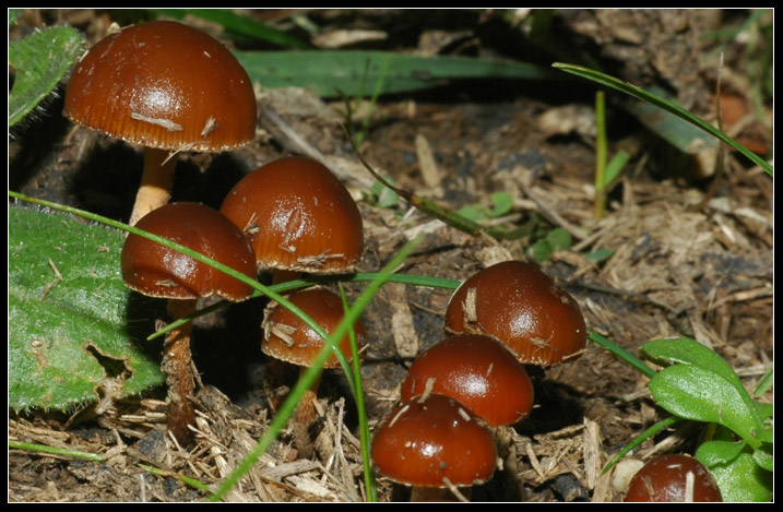 Psilocybe coprophila. Scheda fotografica