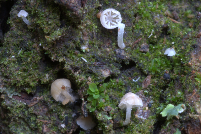 Mycena alba